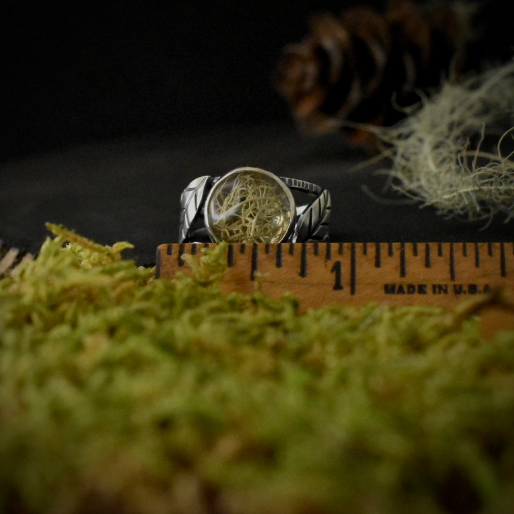 The Real Lichen Double Leaf Split Band Ring, with a ruler for scale, measuring around 3/4 inches wide overall.